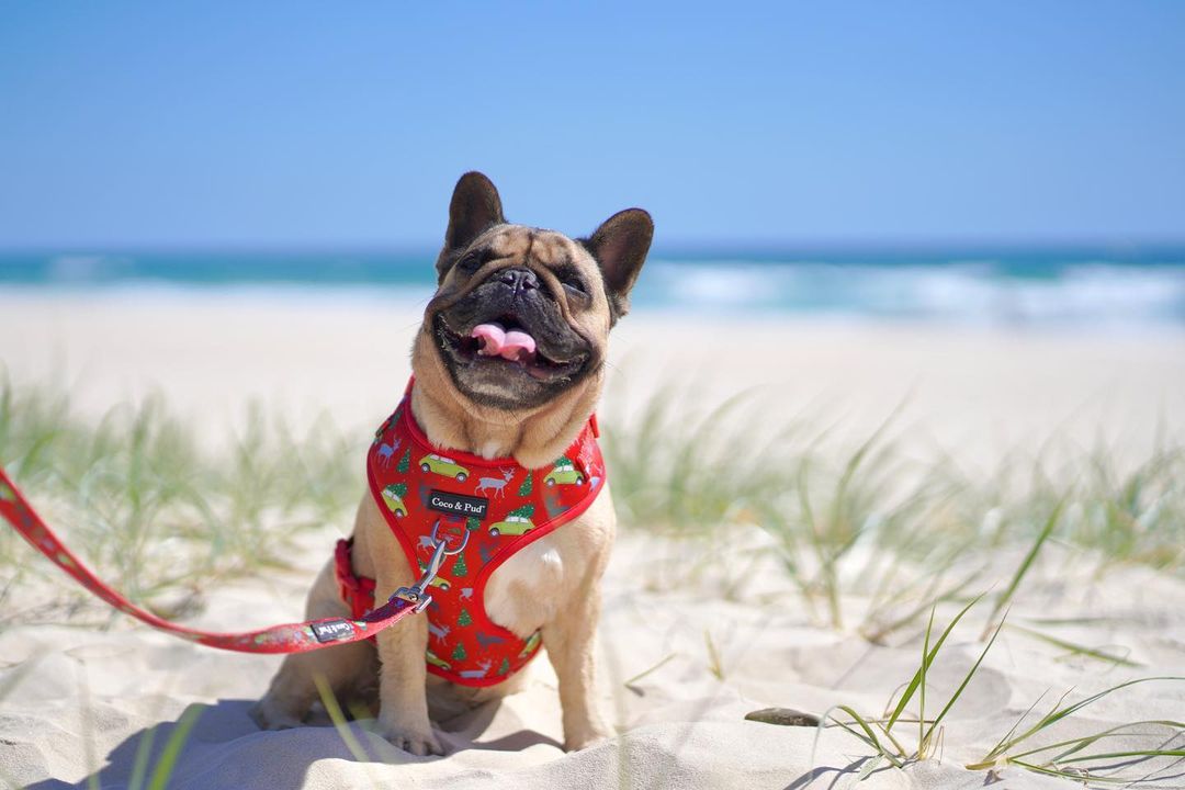 Polly Pops in Coco & Pud Deck the Paws Adjustable Dog Harness