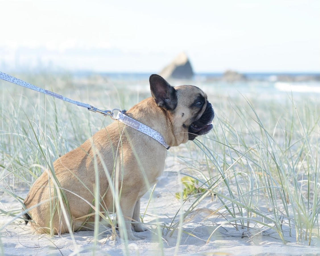 Polly Pops the Frenchie in Coco & Pud Amur Leopard Dog Collar & Lead