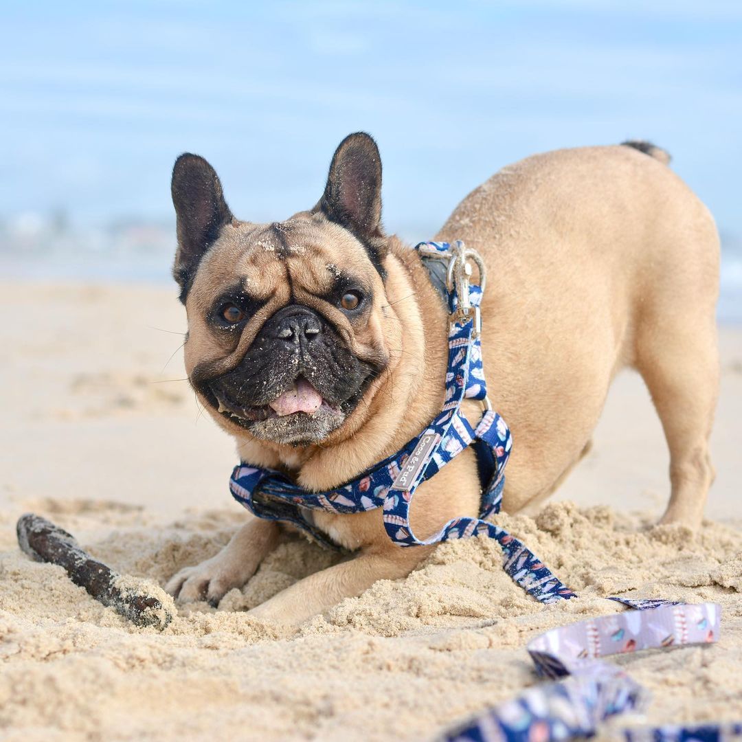 Polly Pops the Frenchie in Birds of e Feather UniClip Lite dog Harness