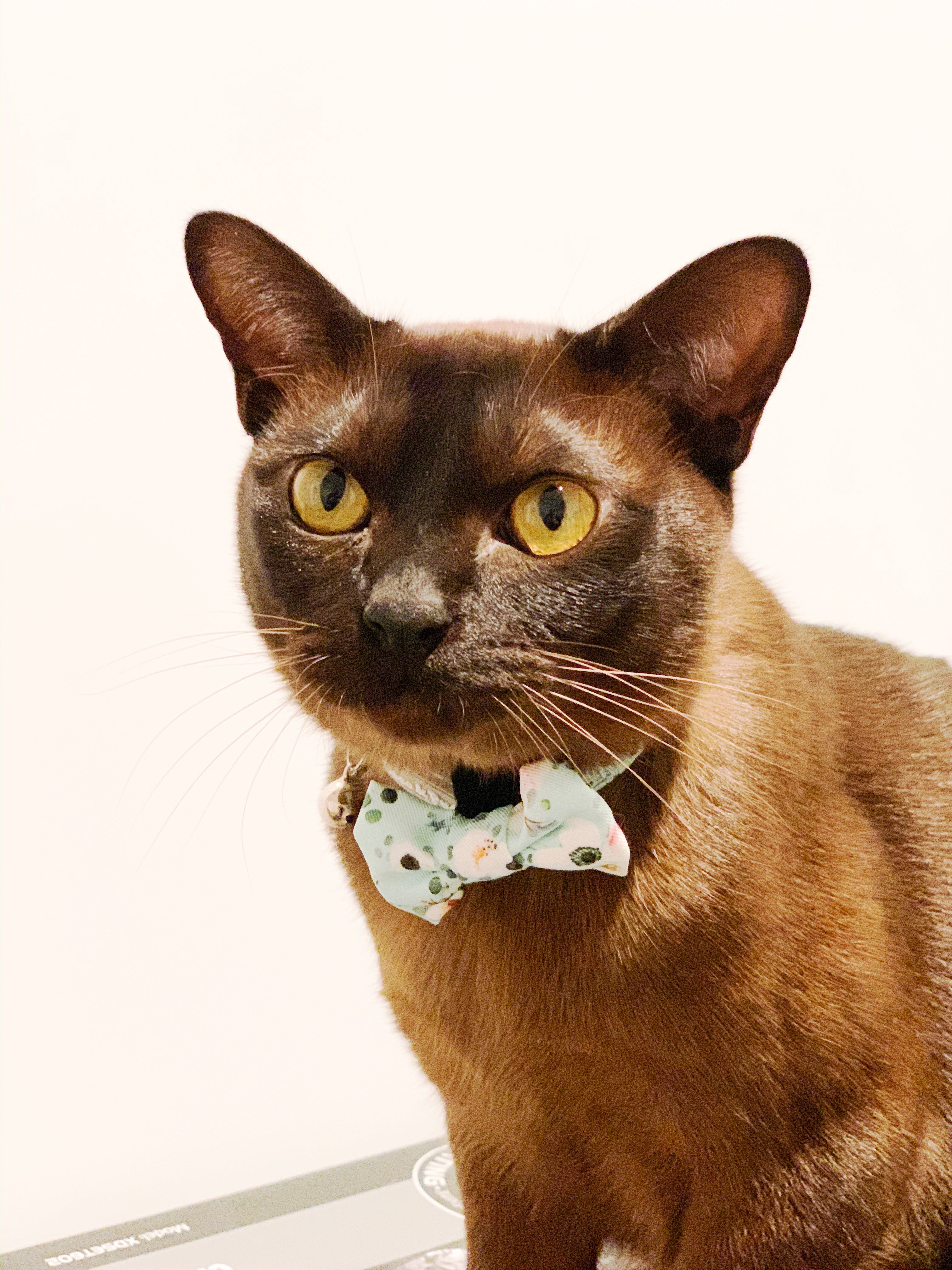 Coco & Pud French Azure Cat Bowtie