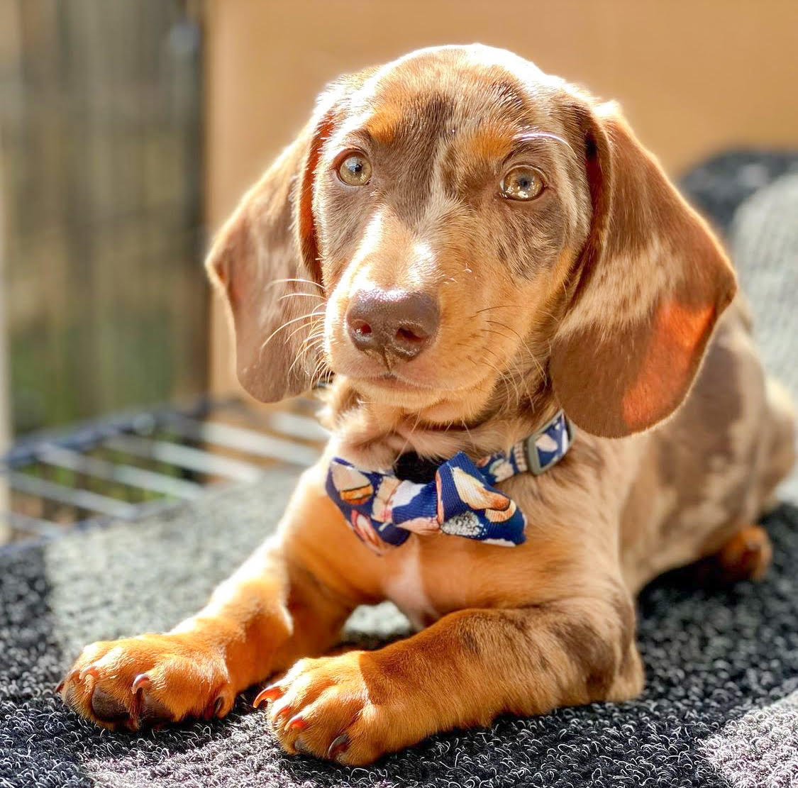 Presley in Coco & Pud Birds of a Feather Dog Collar & Bow tie