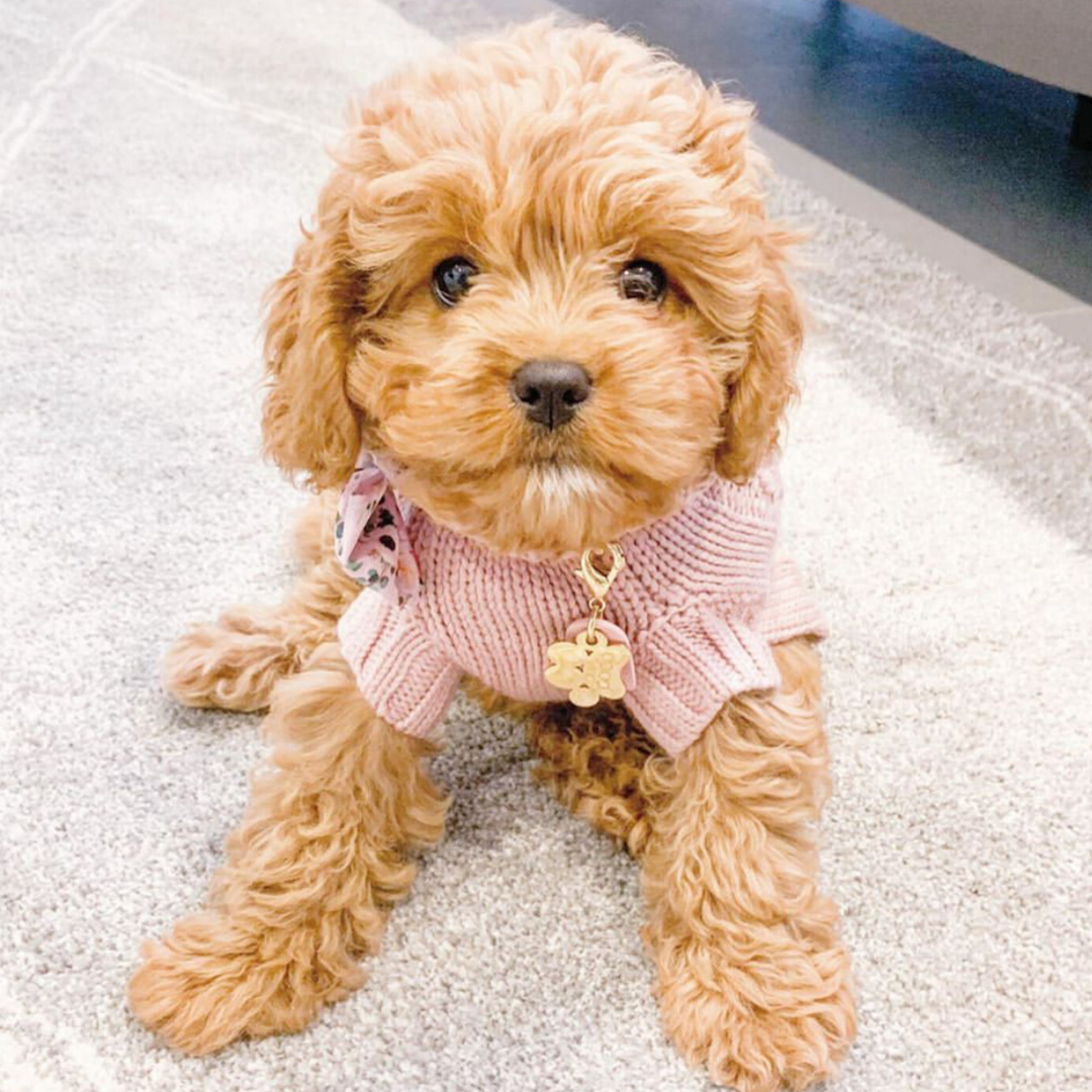 Coco & Pud Cable Sweater - Rose & Cavoodle Coco