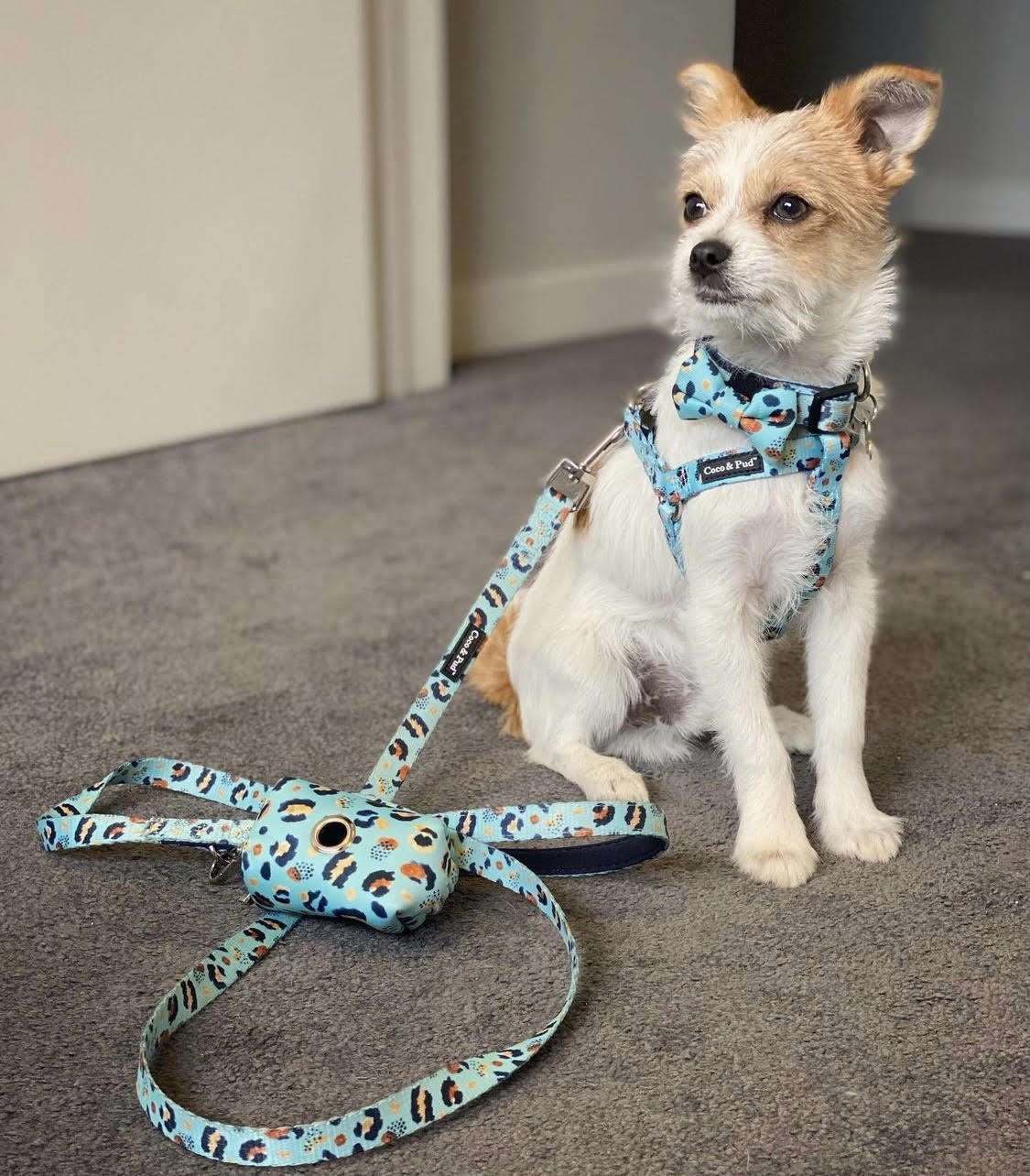 Sherlock in Coco & Pud Walk on the Wild Side Harness, Colar & Lead Set