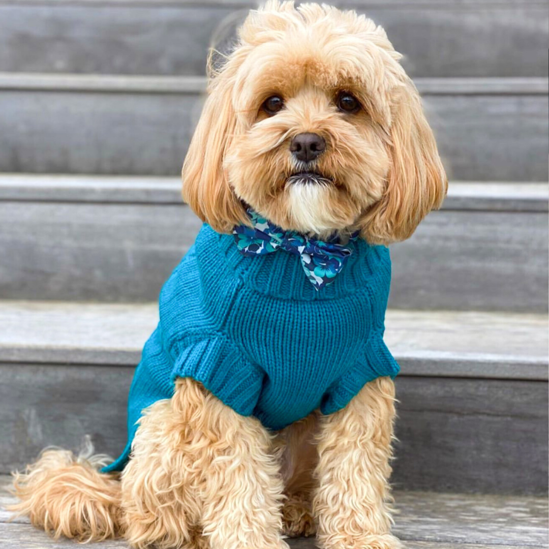 Coco & Pud Teal Cabel Sweater & Cavoodle Humphrey