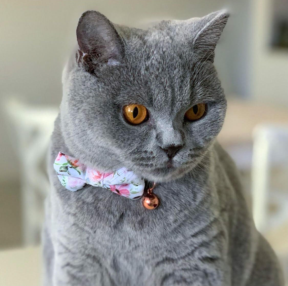 Coco & Pud Le Jardin Cat Collar & Bowtie