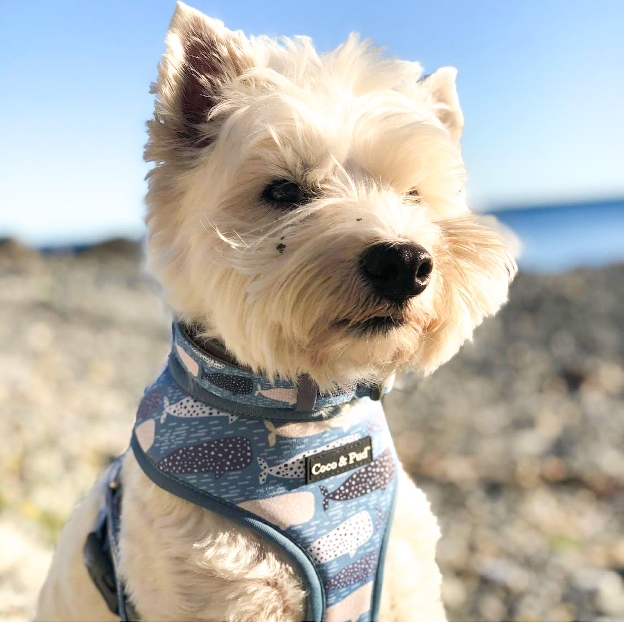 Steve in Coco & Pud Whale of a Time Dog Harness