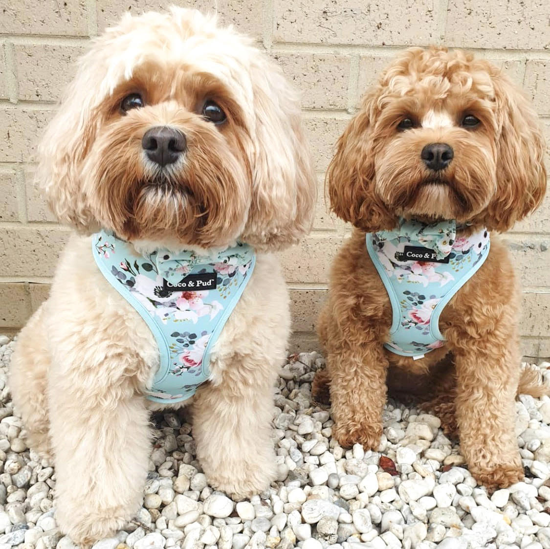 Cavoodles Willow & Maple in Coco & Pud French Azure Dog harness to match Provence Rope Lead