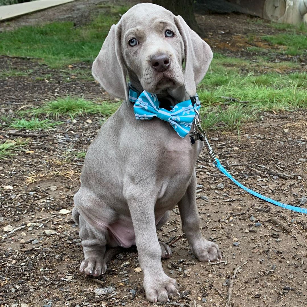 Coco & Pud Audrey Dog collar & Bowtie