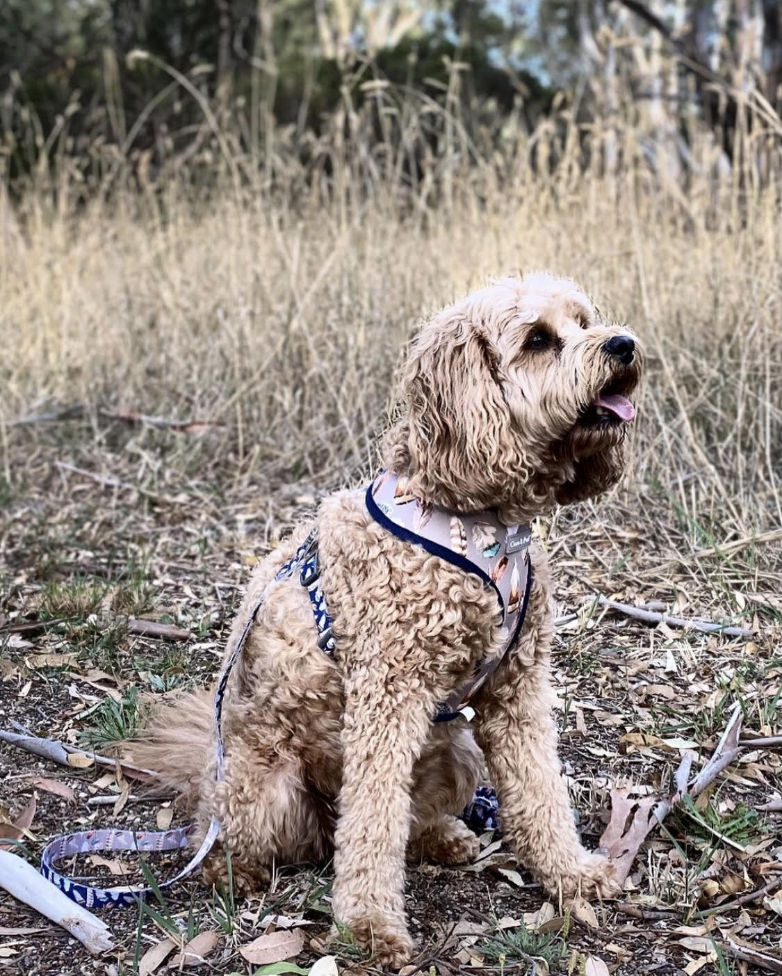 Bentley in Coco & Pud Birds of a Feather
