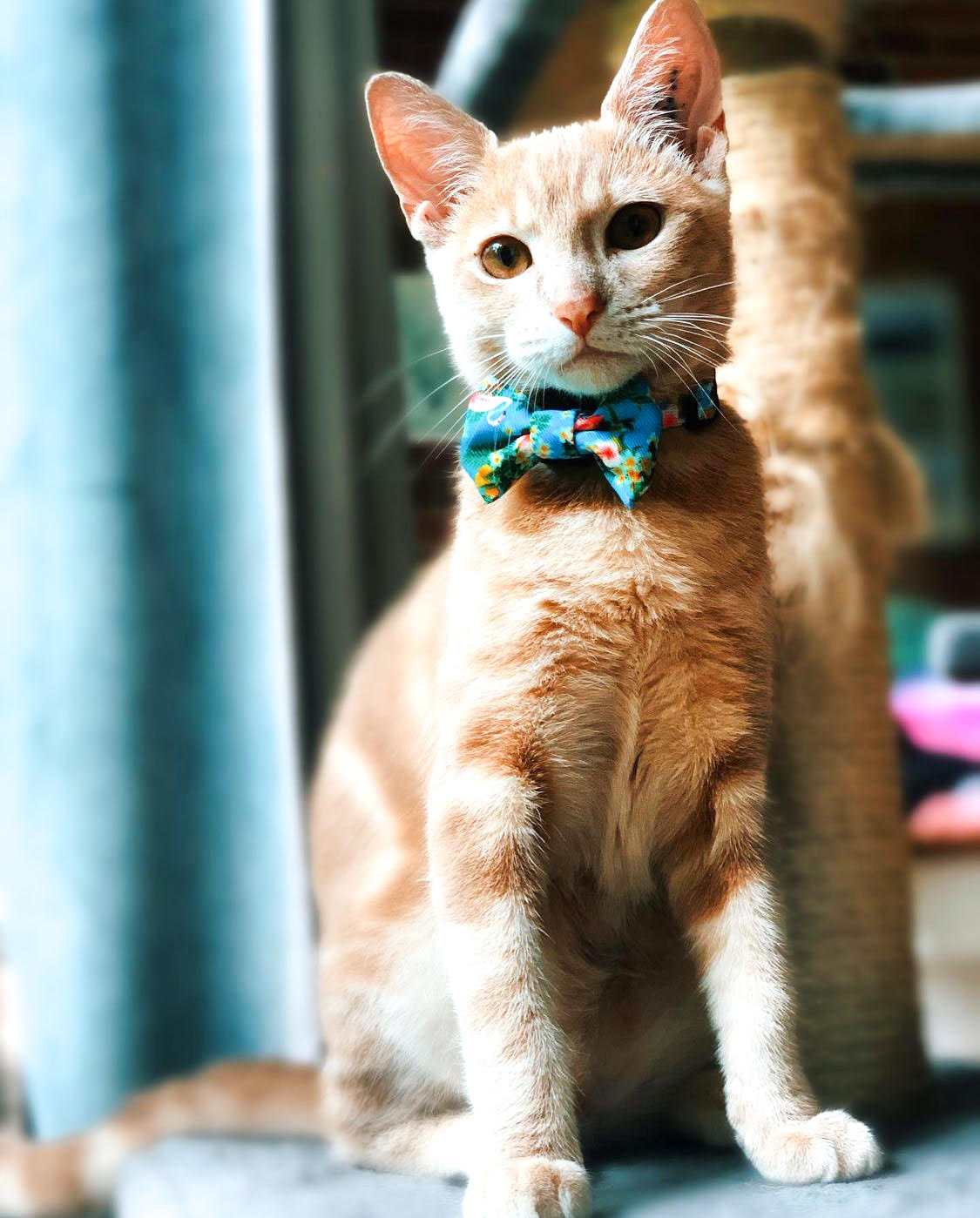 Furgus in Coco & Pud Flamingo Tropical Cat Collar & Bowtie