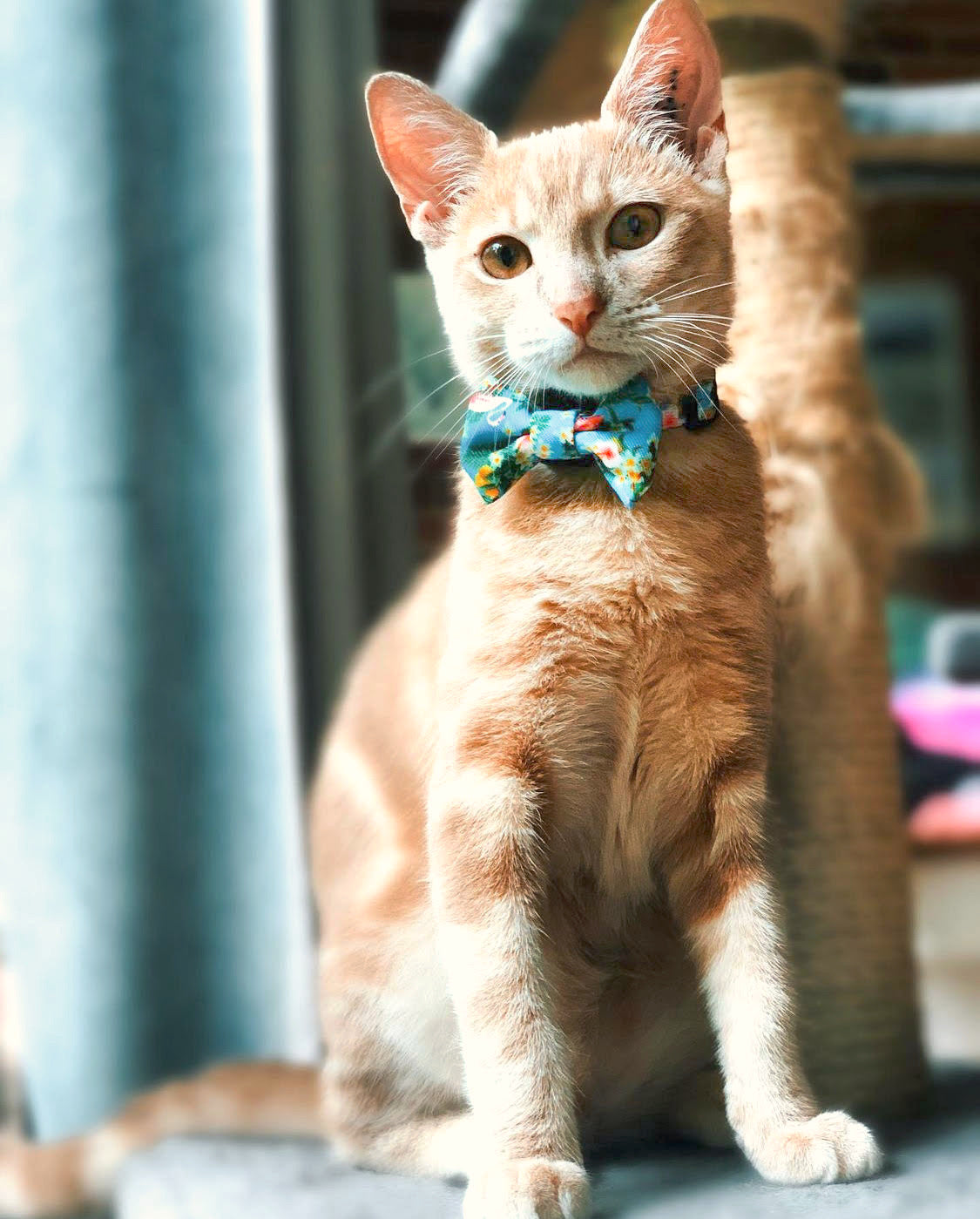 Furgus in Coco & Pud Flamingo Tropical Cat Bowtie