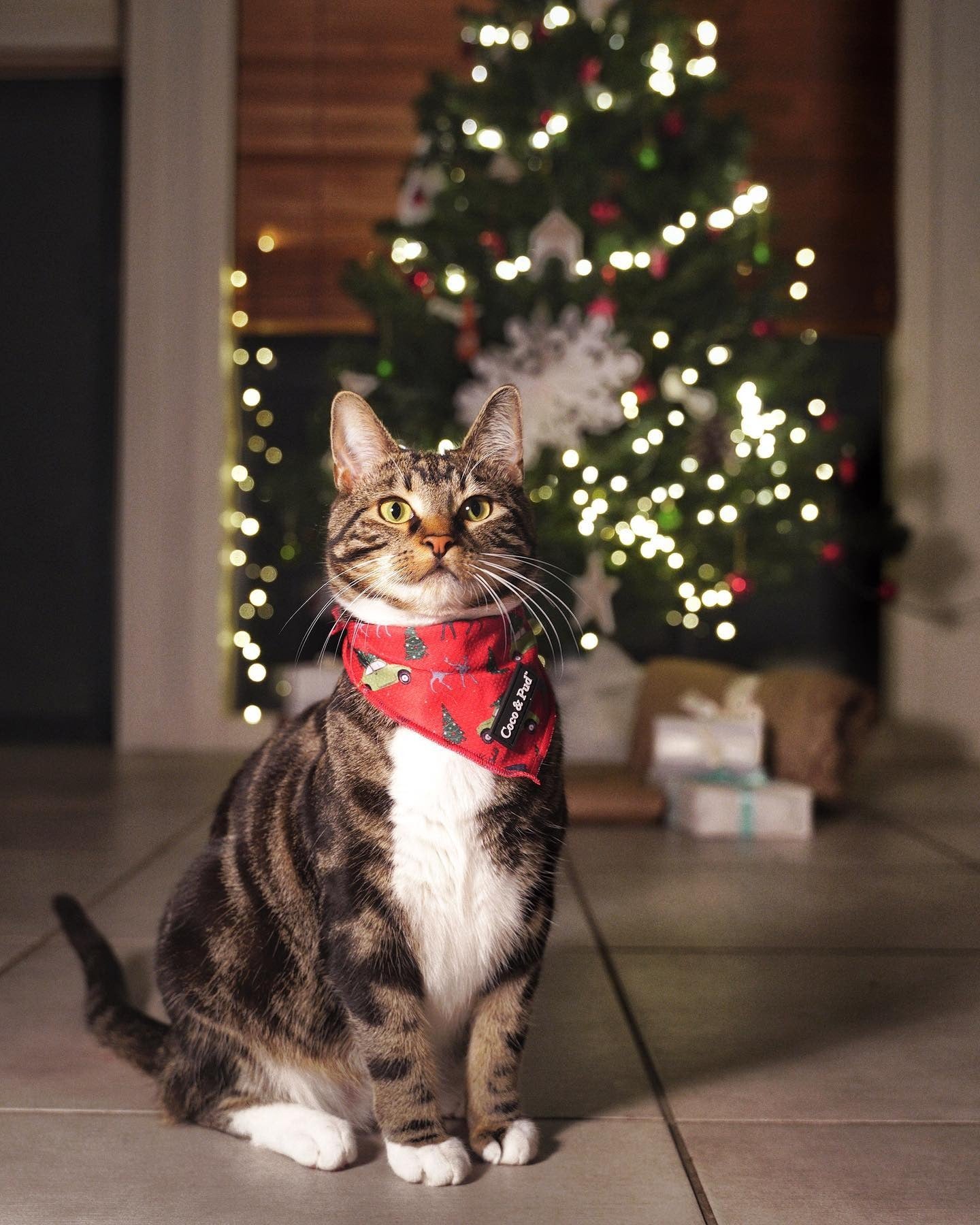 Coco & Pud Deck the Paws Cat bandana and christmas cat bundle