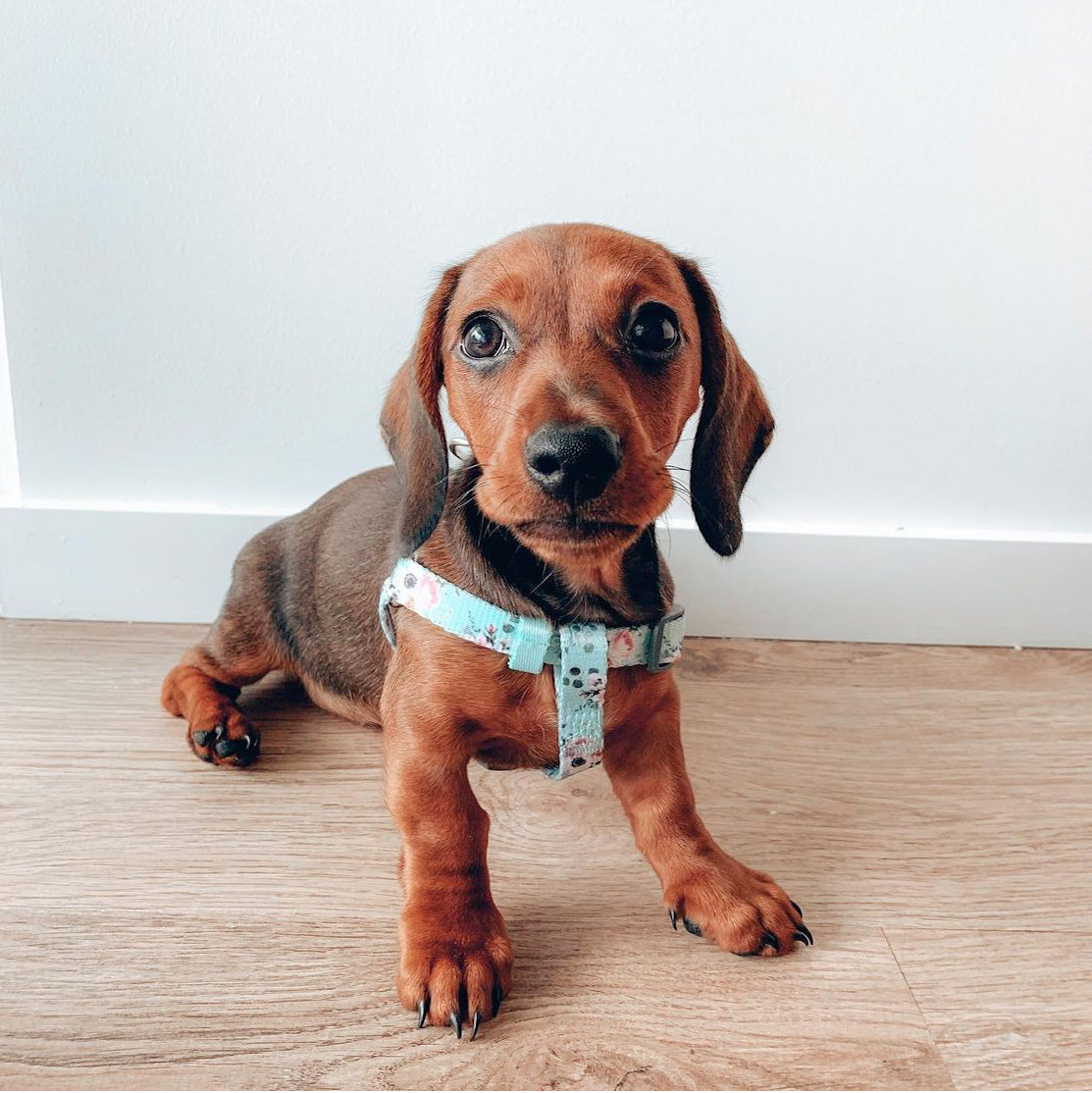 Daisy in Coco & Pud French Axure Uniclip Lite Dog Harness