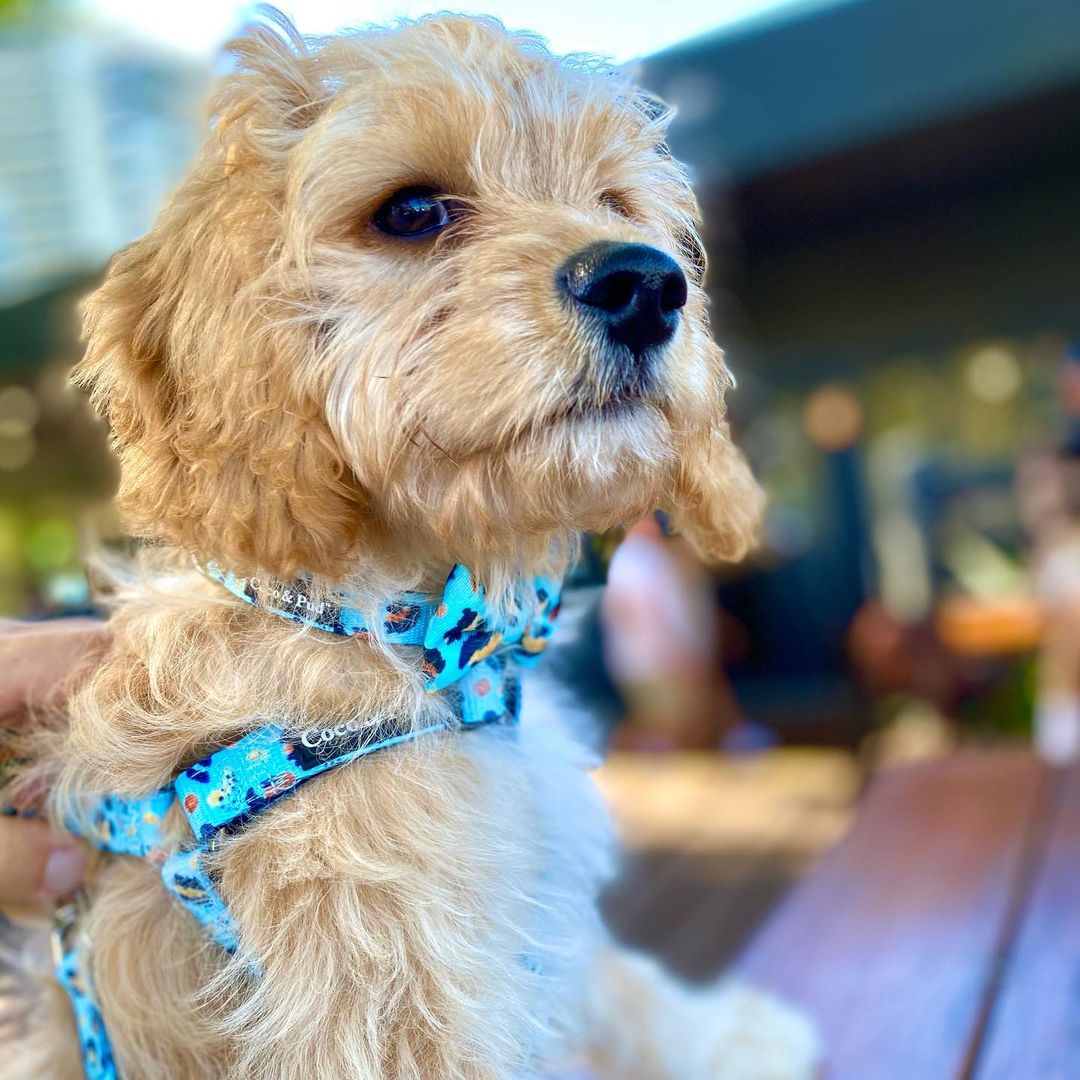 Finn in Coco & Pud Walk on the Wild Side UniCLipt Lite Harness