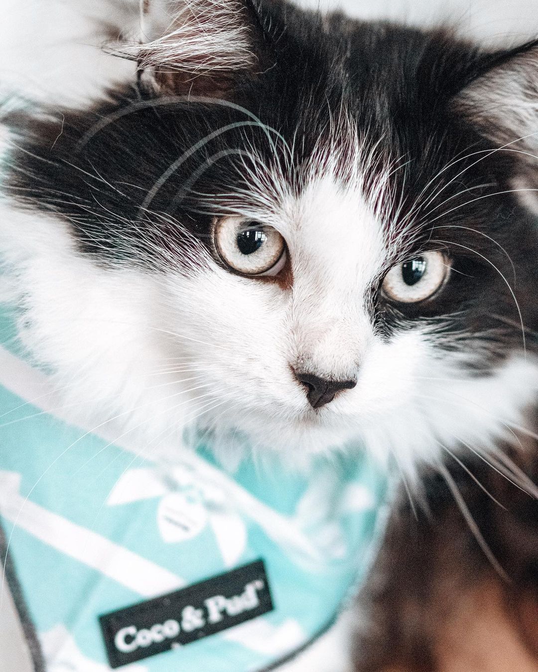 Coco & Pud Audrey Cotton Cat Bandana