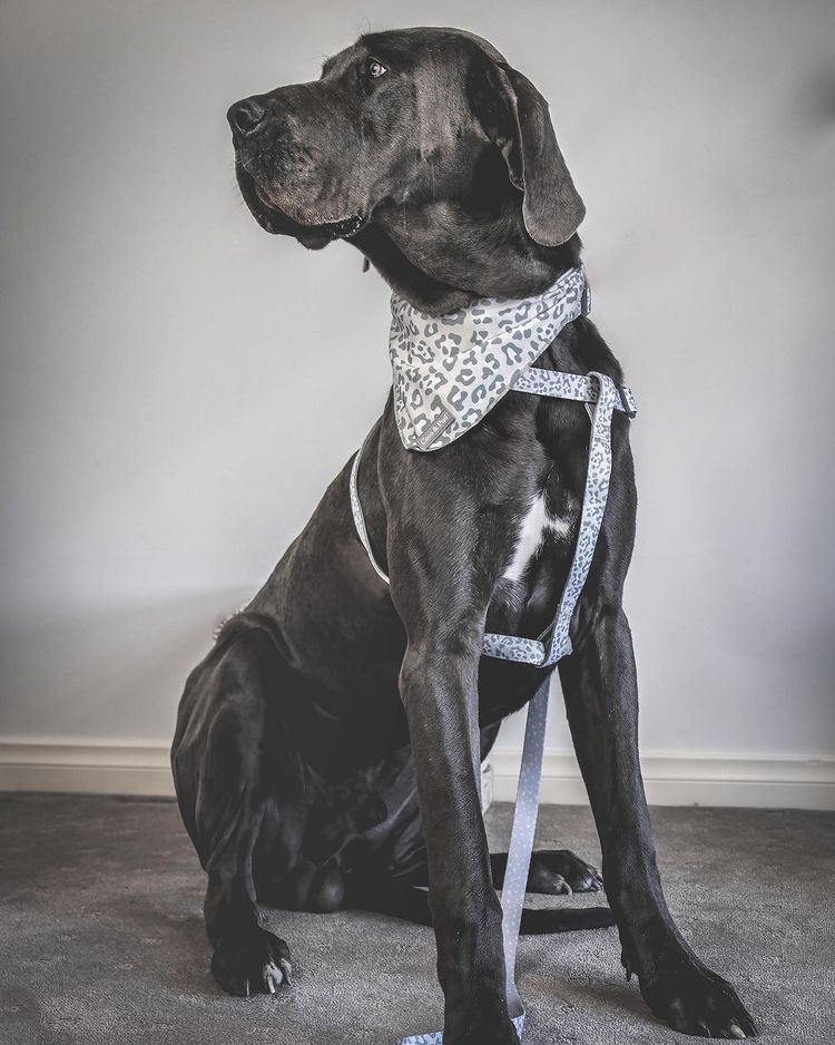 Amur Leopard UniClip Lite Dog Harness