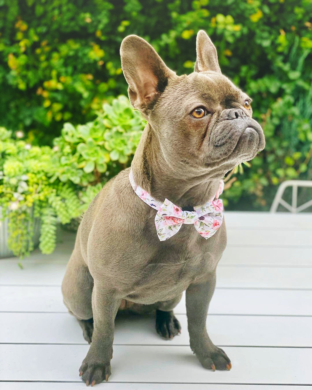 Jazz in Coco & Pud Le Jardin Collar & Bowtie