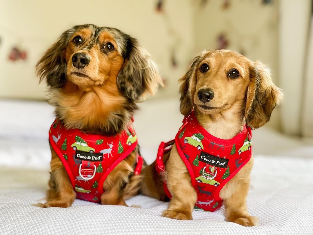 Loki in Coco & Pud Deck the Paws Adjustable Christmas Dog Harness