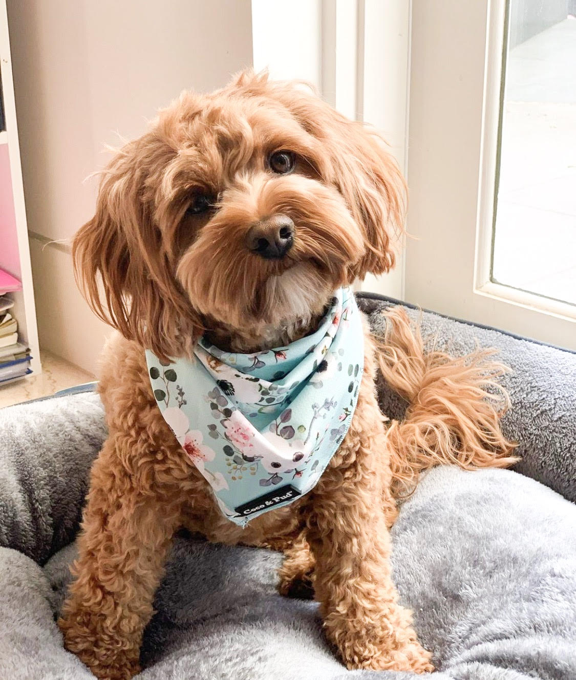 Coco & Pud French Azure Dog Bandana and Ruby toy cavoodle