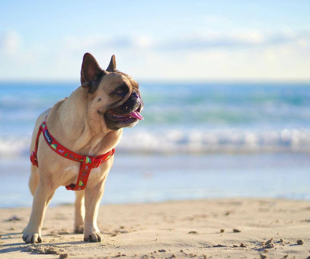 Polly Pops in Coco & Pud Uniclip Lite Deck the Paws Christmas Dog Harness