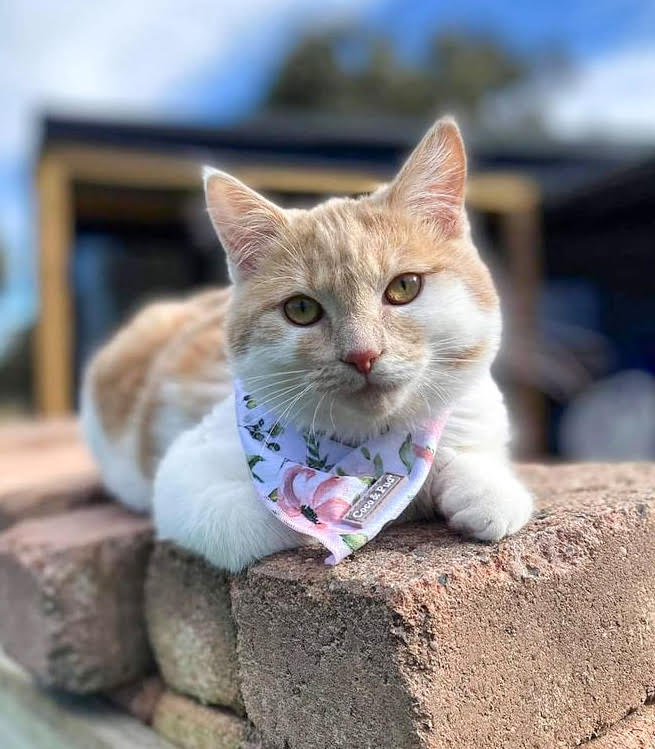 Sadie in Coco & Pud Le Jardin Cat Bandana