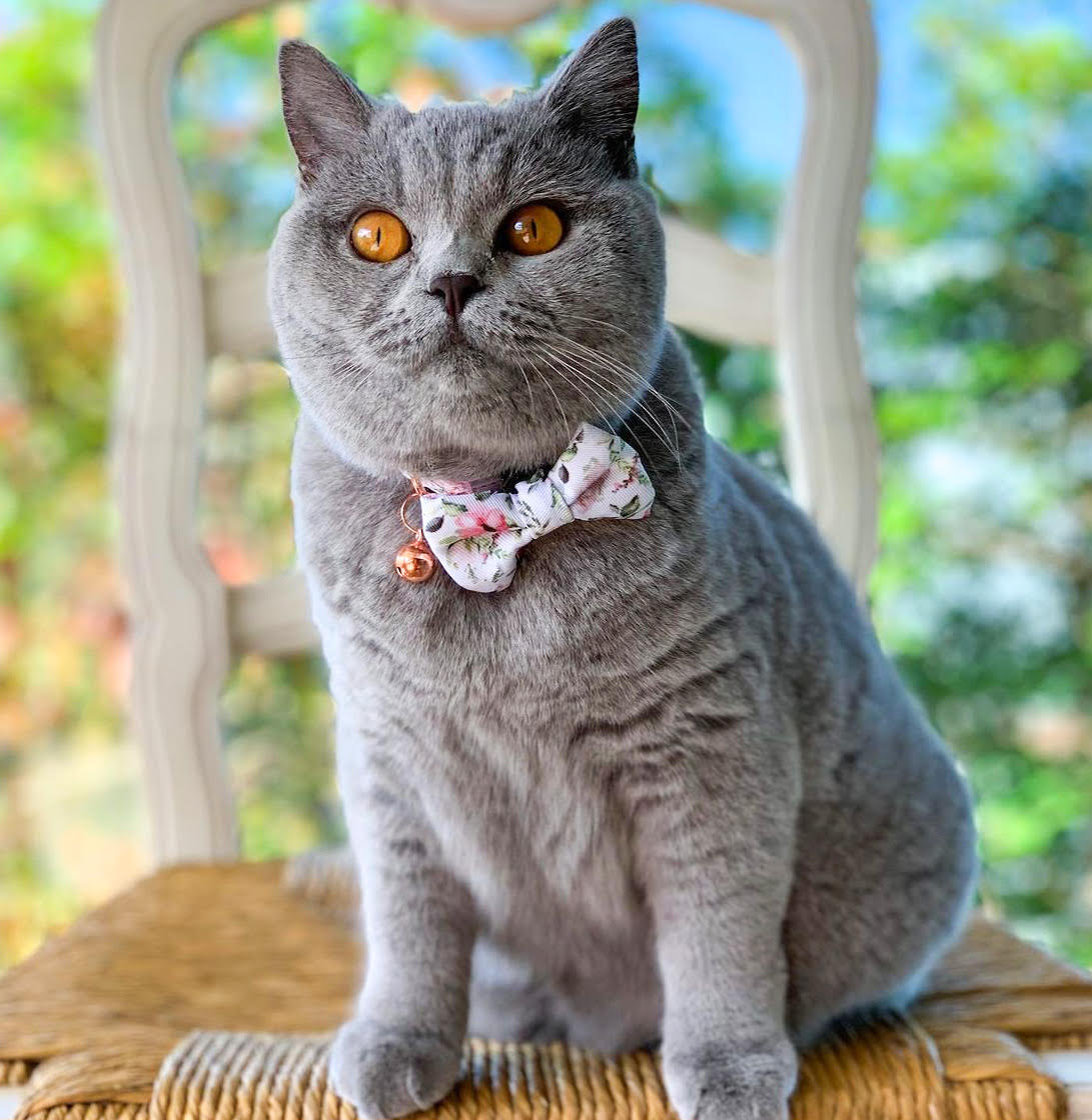 Violet in Coco & Pud Le Jardin Cat Collar & Bowtie