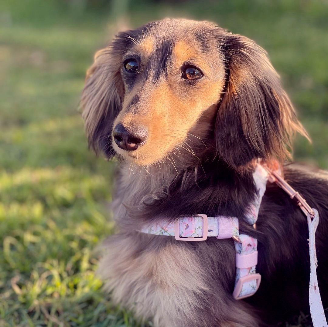 Zelda in Coco & Pud Le Jardin Uniclip Lite Step in Dog Harness