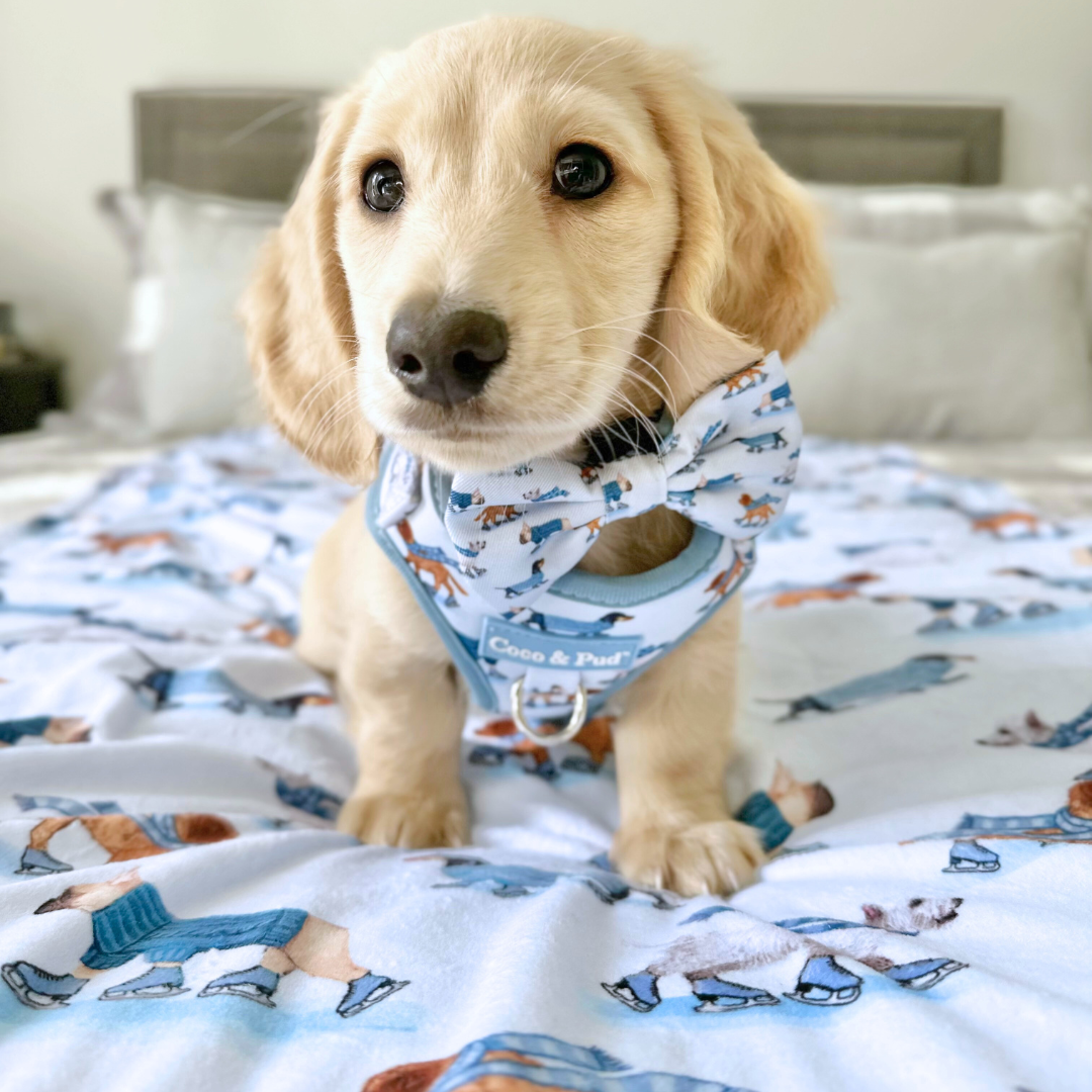 Welcome 2025: A Year of Timeless Style for Your Pets