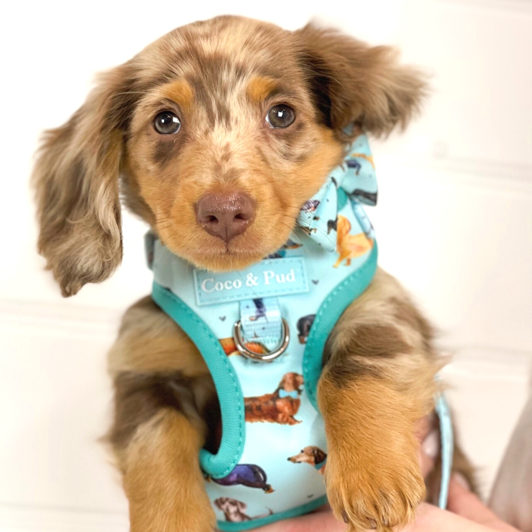 Prepping for your puppy
