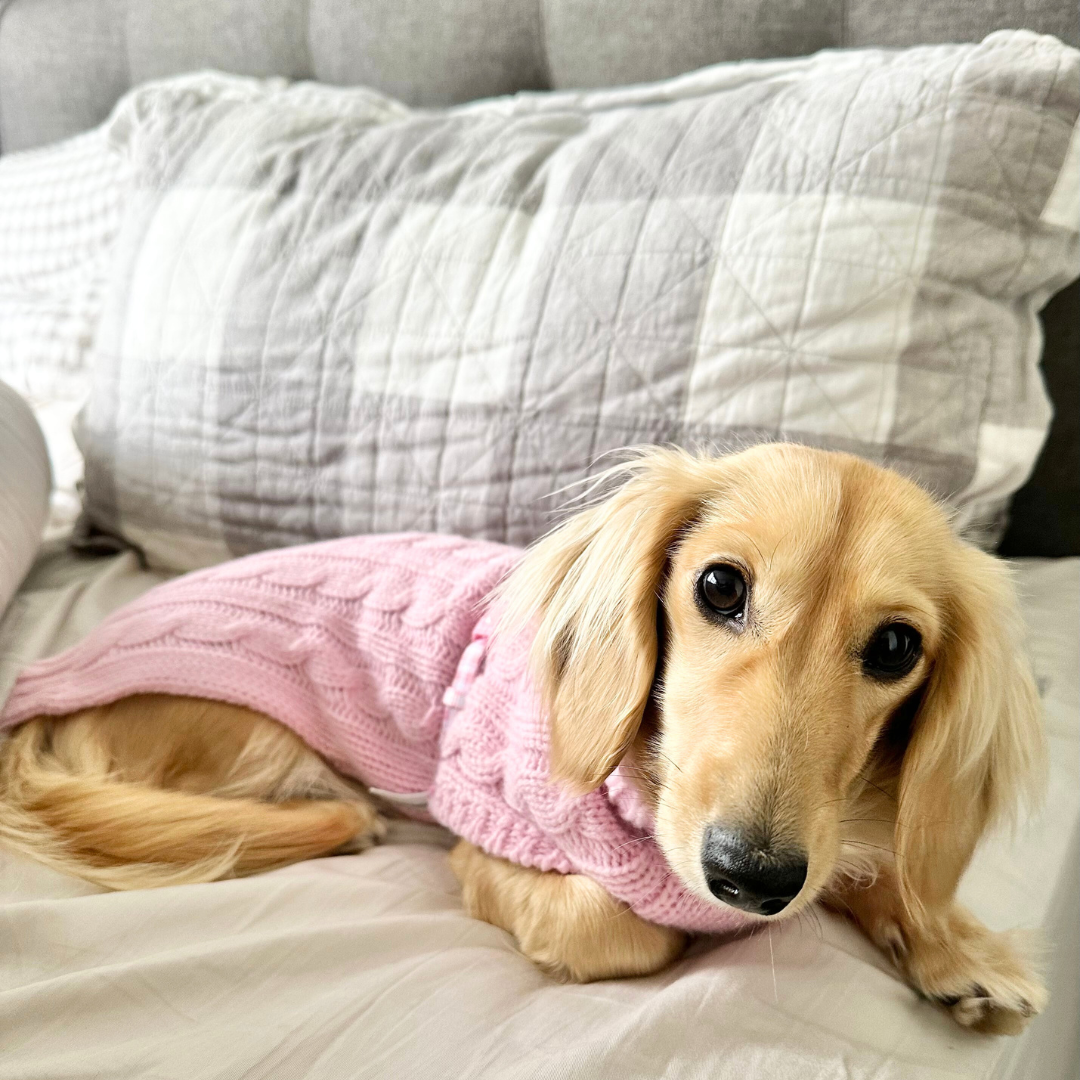 Stylish Winter comfort for Dachshunds