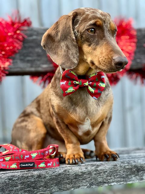 Coco & Pud Dog Christmas Hamper Mini - Deck the Paws