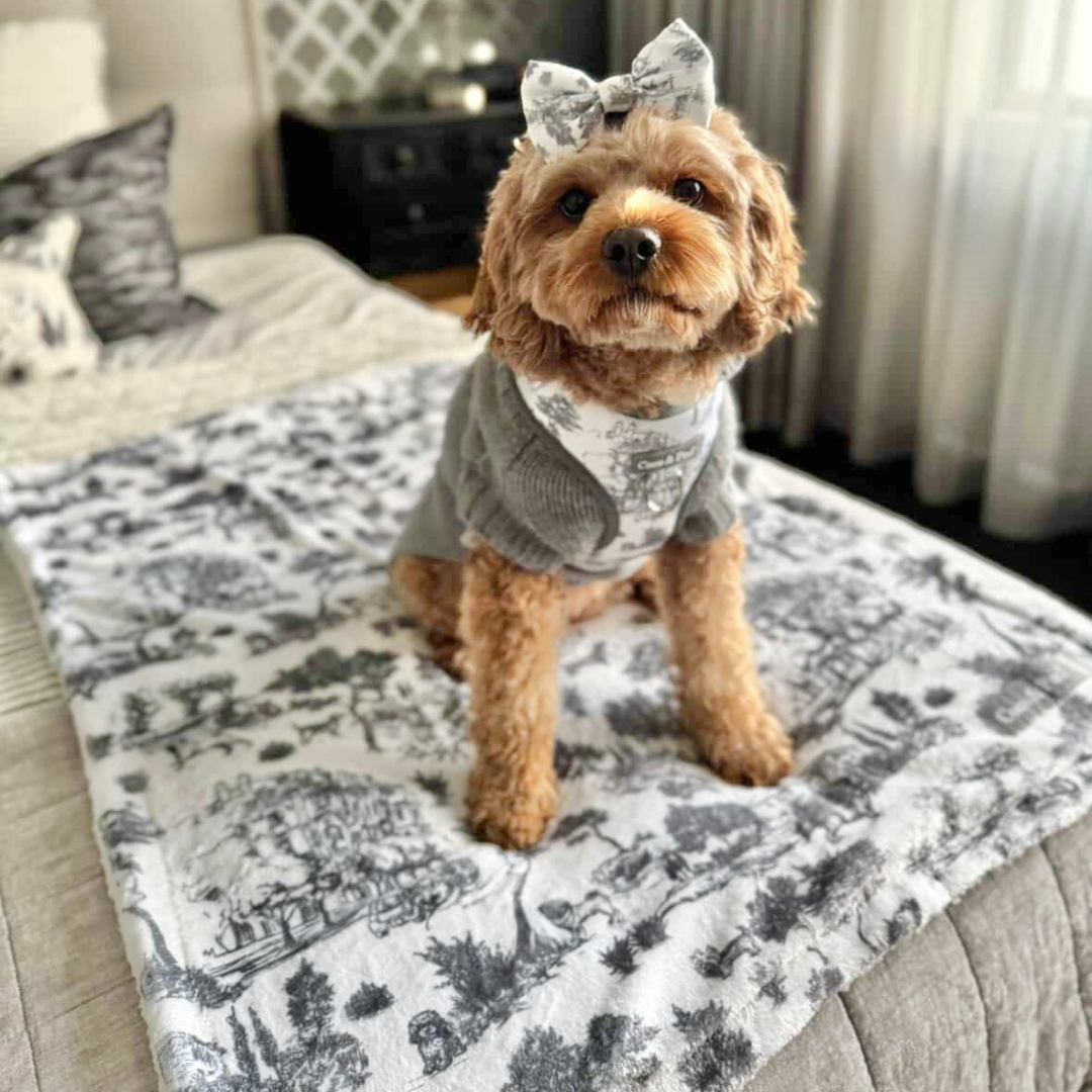 Coco & Pud Toile de Chien Dog Bow tie with Kiki the Cavoodle dog wearing matching Coco Cable Dog Sweater in Storm Grey