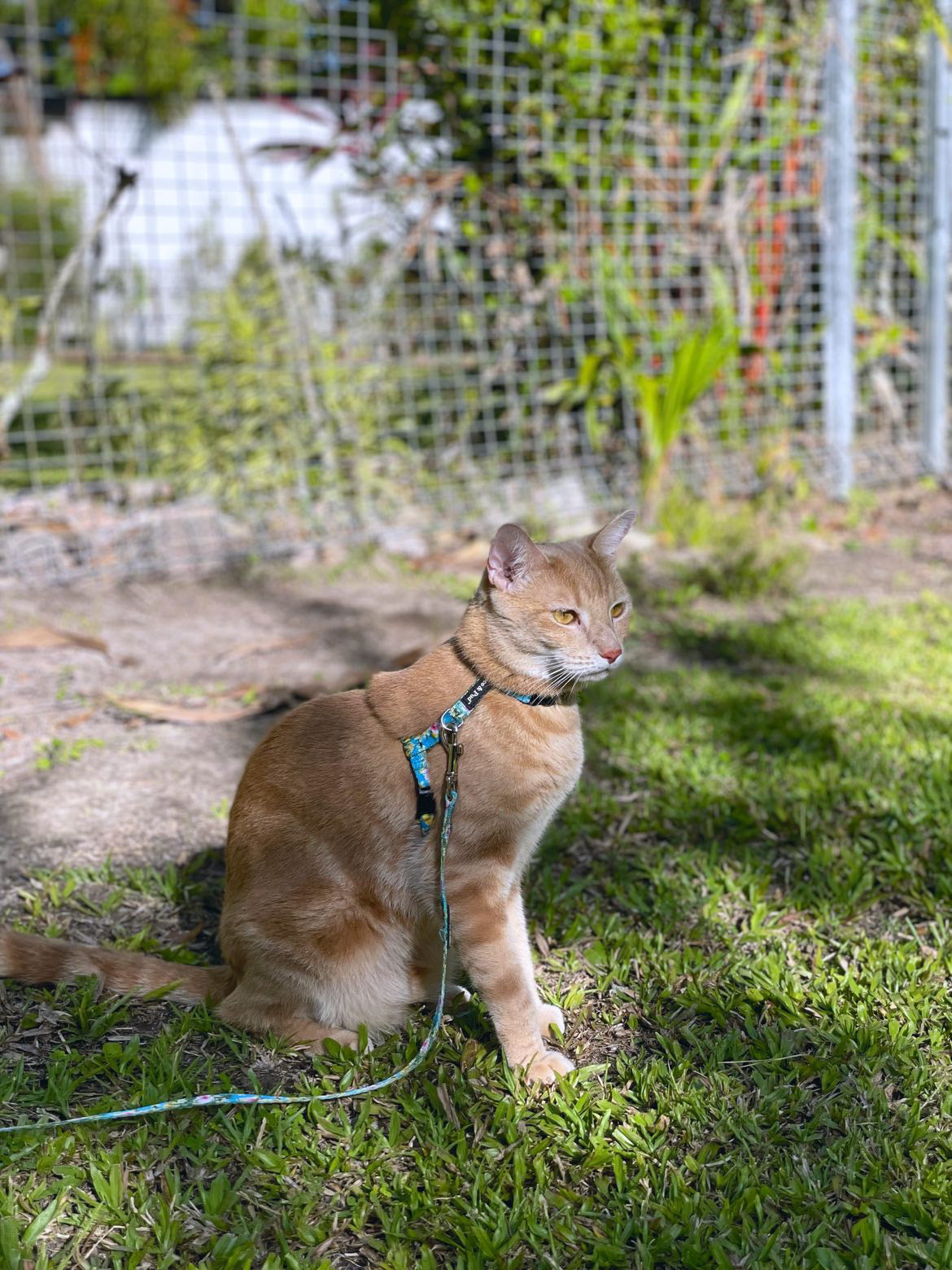 Flamingo Tropical Cat Lead