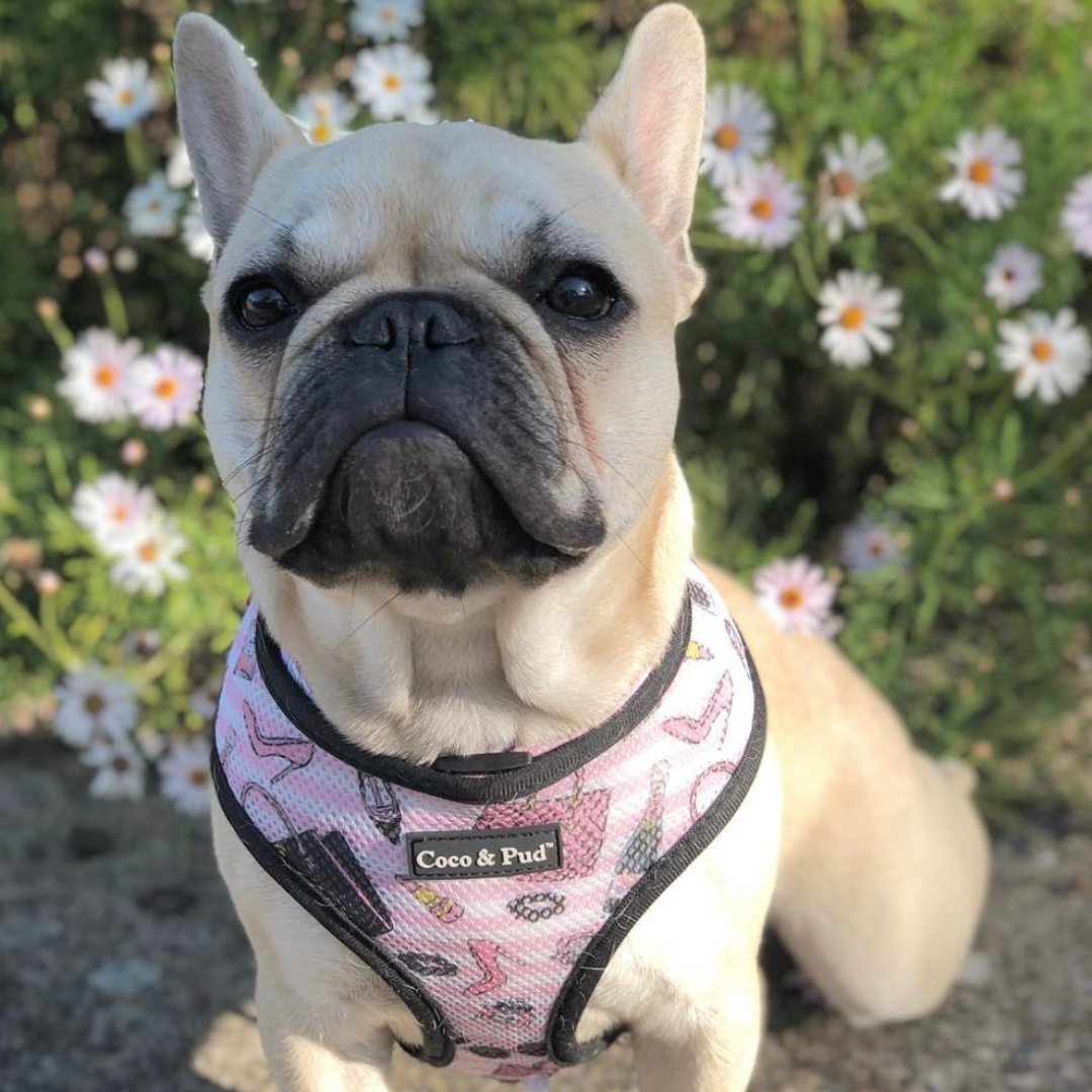 Coco & Pud Coco Chic Reversible Dog Harness - Limited Edition