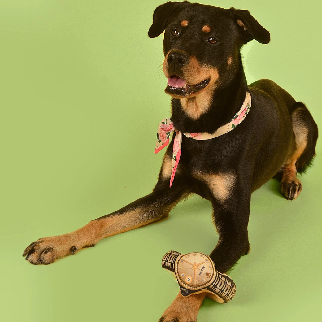 Coco & Pud - Rollover brand wristwatch plush dog toy with a gold-toned dial, gold hands and markers, and a black-and-cream patterned strap with dark brown dog - Specks ad Pets