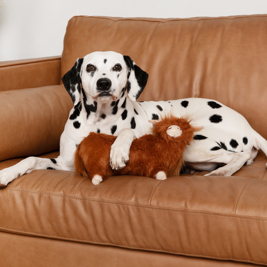 Coco & Pud - A Dalmatian dog lying on a tan leather couch holding a 'Standing Highland Cow plush Dog Toy' with shaggy brown hair - Midlee Designs