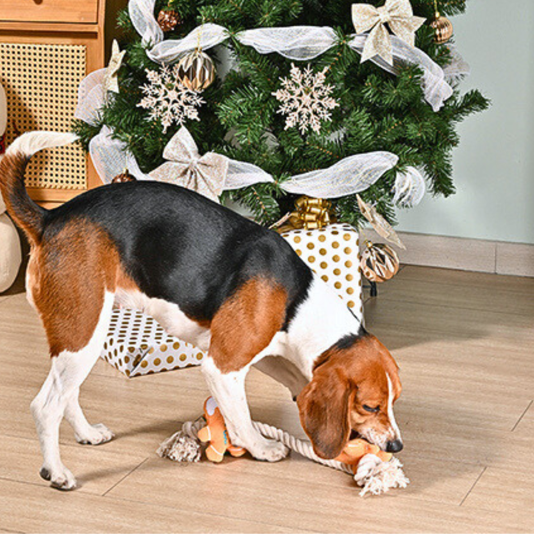 Coco & Pud - Dog playing with Happy Woofmas Christmas Holiday Gingerbread rope dog toy in front of a decorated Christmas tree - Hugsmart