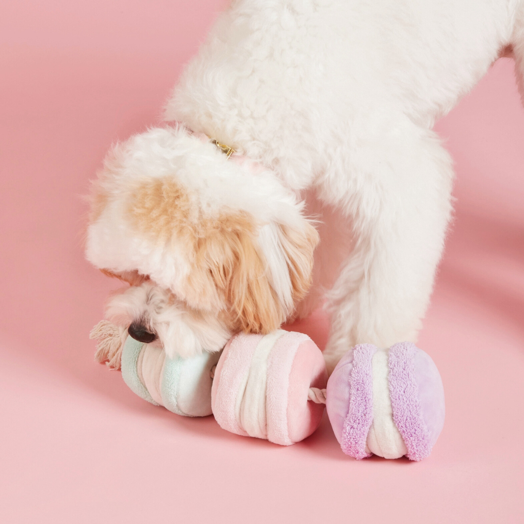 Coco & Pud Cavoodle dog playing  with the Macarons Interactive Snuffle Dog Toy - The Foggy Dog