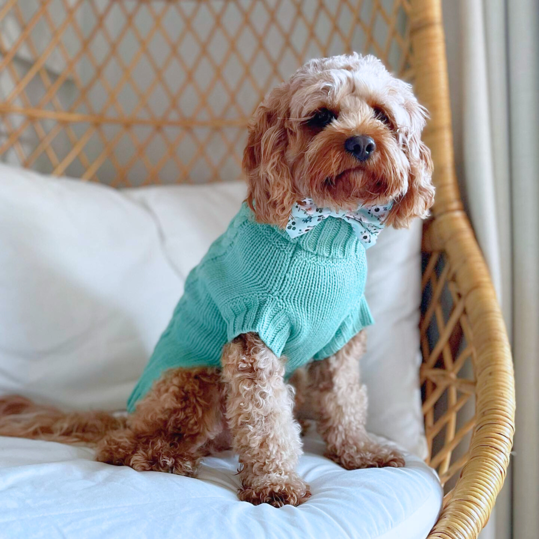 Kiki the Cavoodle wearing Coco & Pud Coco Cable Dog Sweater in Azure