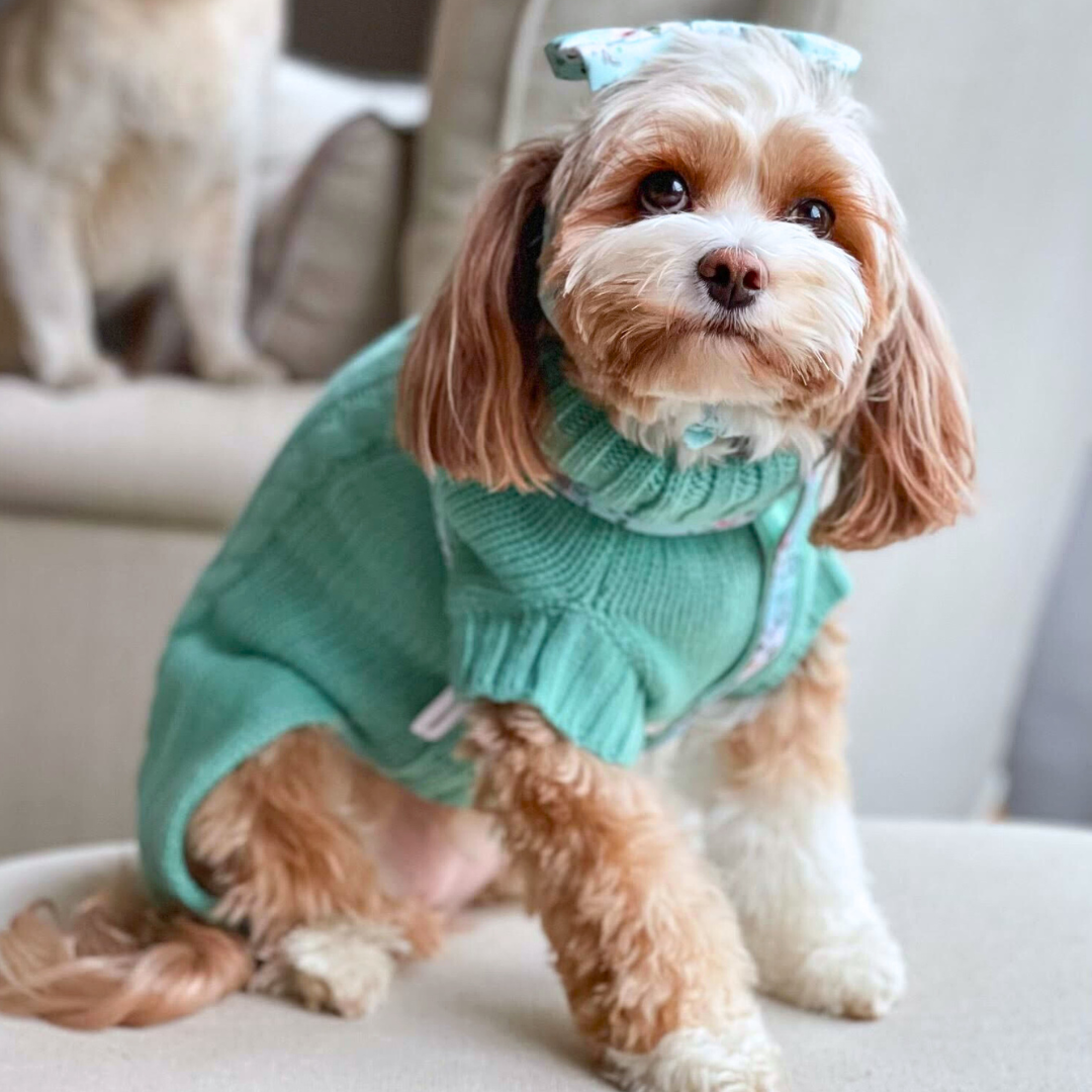 Coco & Pud Coco Cable Dog Sweater - Azure with Cavoodle Maisie