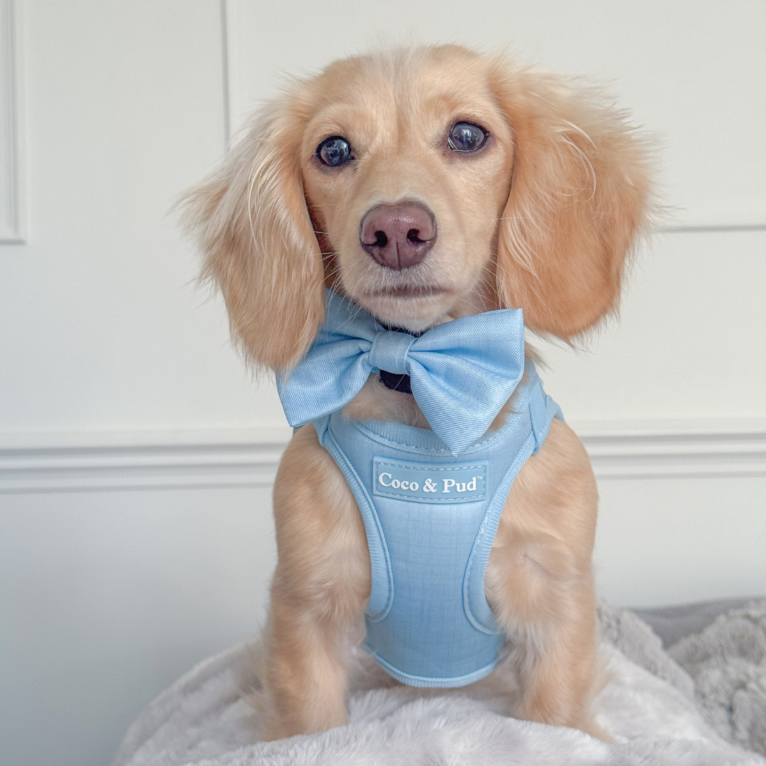 Coco & Pud Essential Pup Step In Dog Harness - Sea Mist
