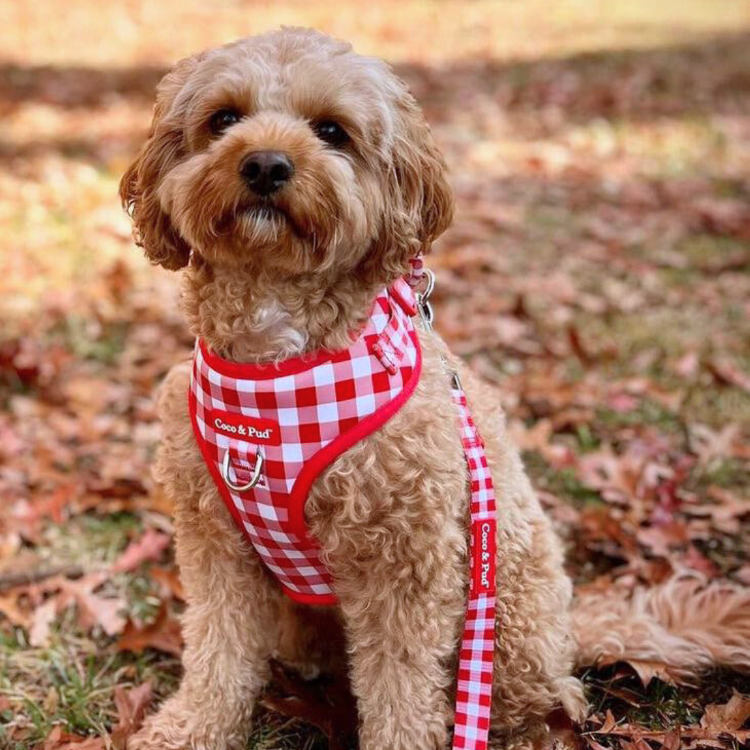 Coco & Pud Barn Red Rope Lead/ Leash