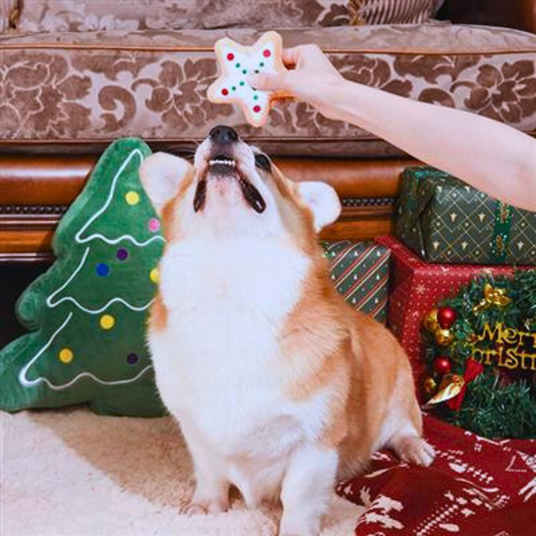 Coco & Pud Corgi dog playing with a star-shaped cookie dog toy in a festive setting with Christmas decorations 