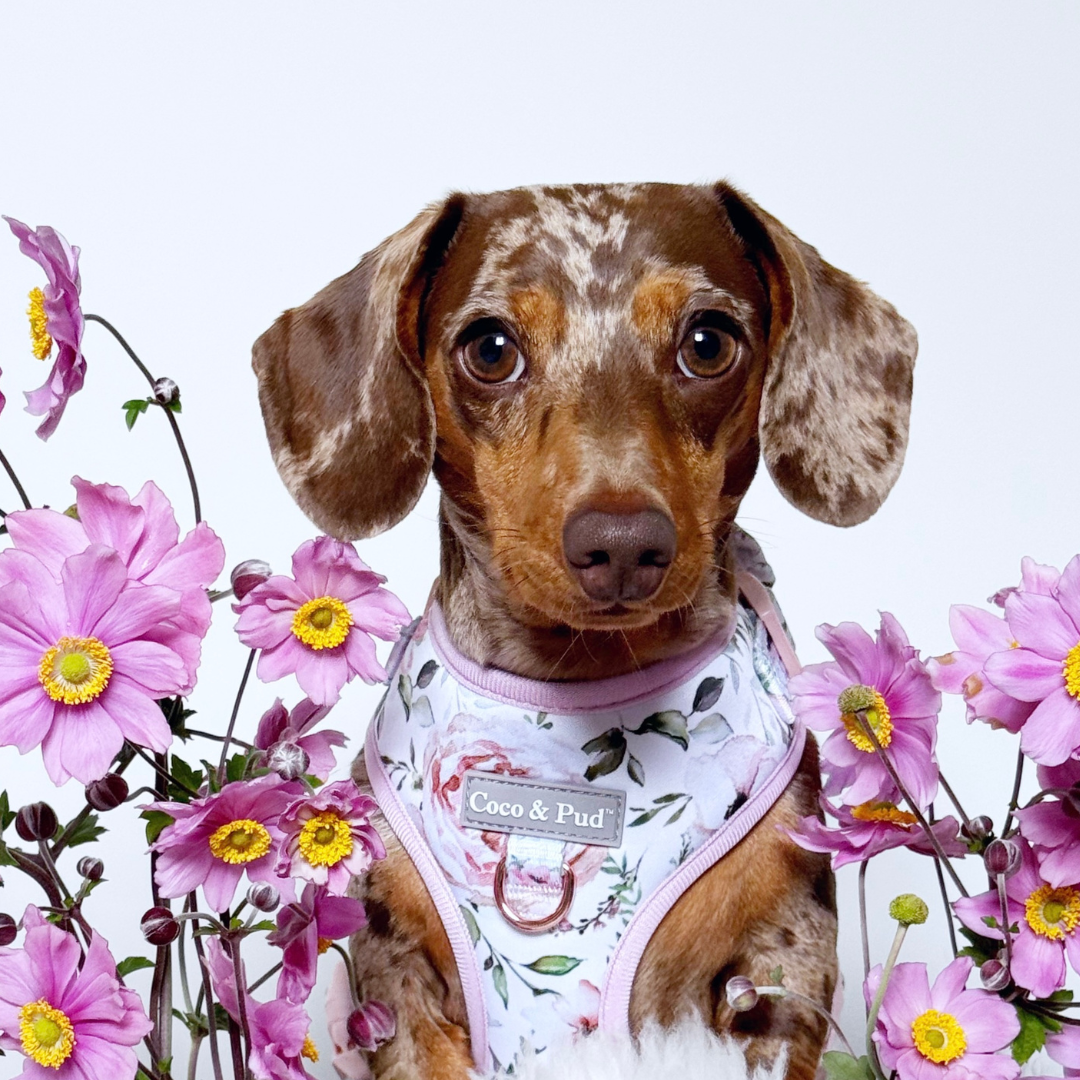 Coco & Pud Le Jardin Collection with Dachshund