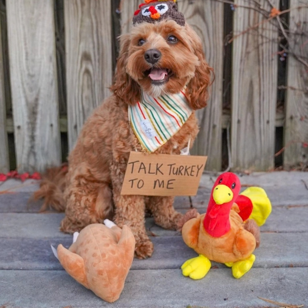 Coco & Pud - A Cvoodle dog with Roasted Christmas Turkey Plush Dog Toy & Turkey dog toy - Midlee Designs