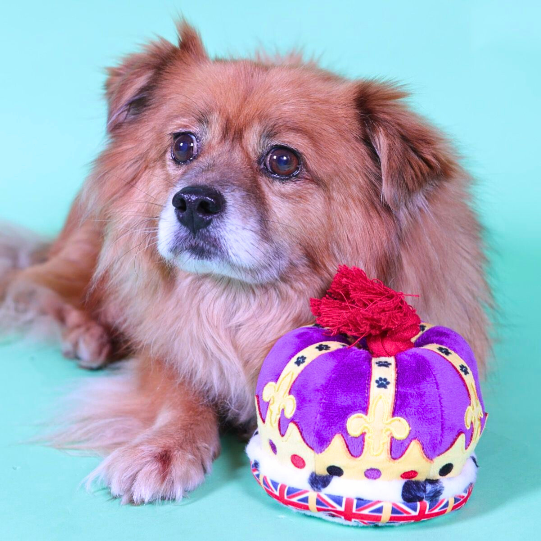 Coco & Pud Royal British Plush Crown & Tug dog toy with fluffy dog