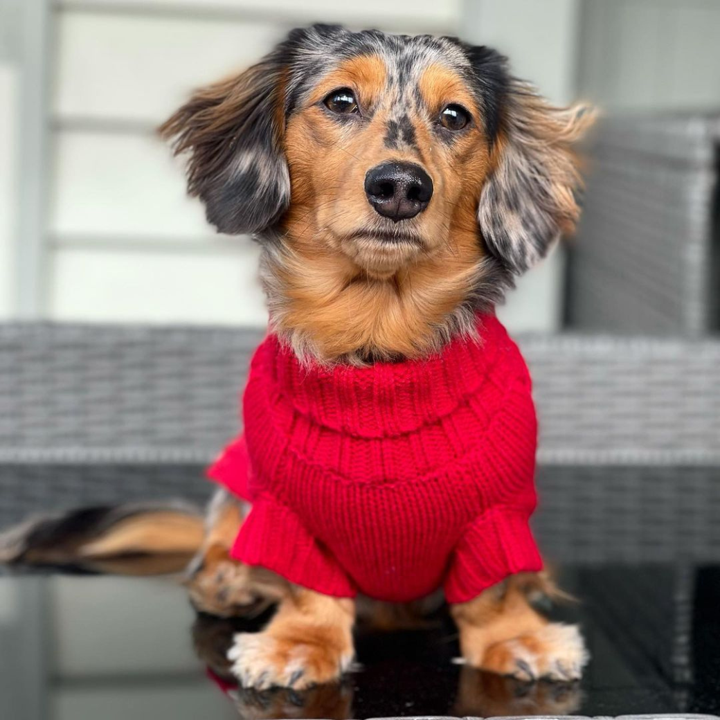 Barn Red Coco Cable wool dog sweater by Coco & Pud front