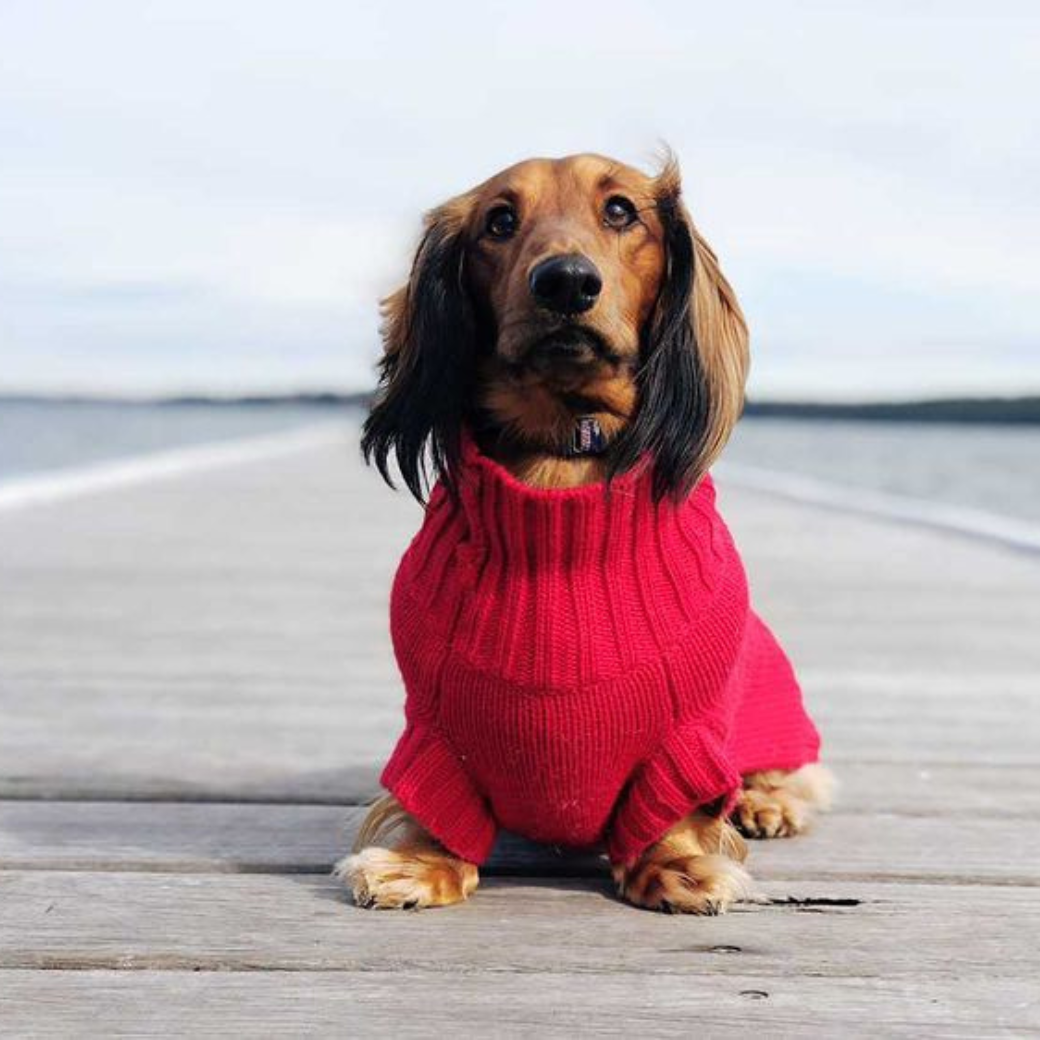 Barn Red Coco Cable wool dog sweater by Coco & Pud