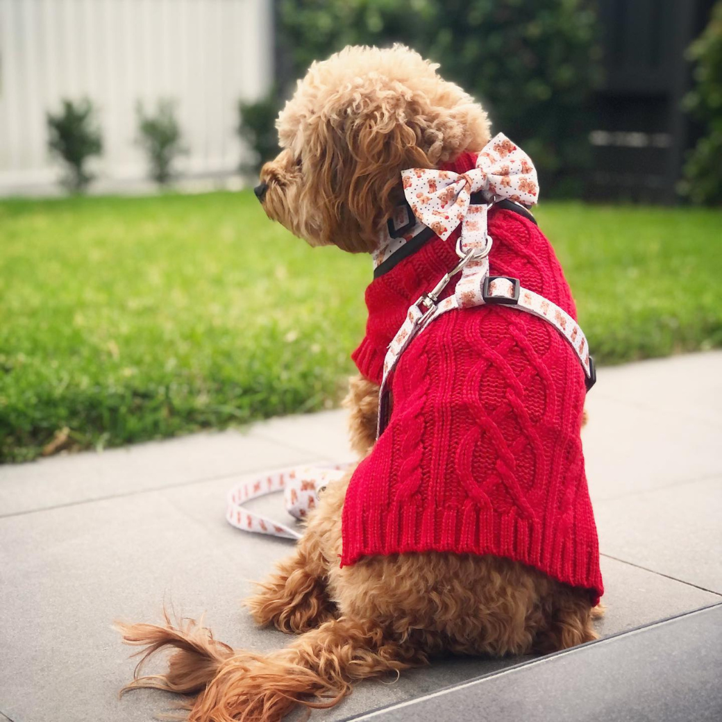 Barn Red Coco Cable wool dog sweater by Coco & Pud back