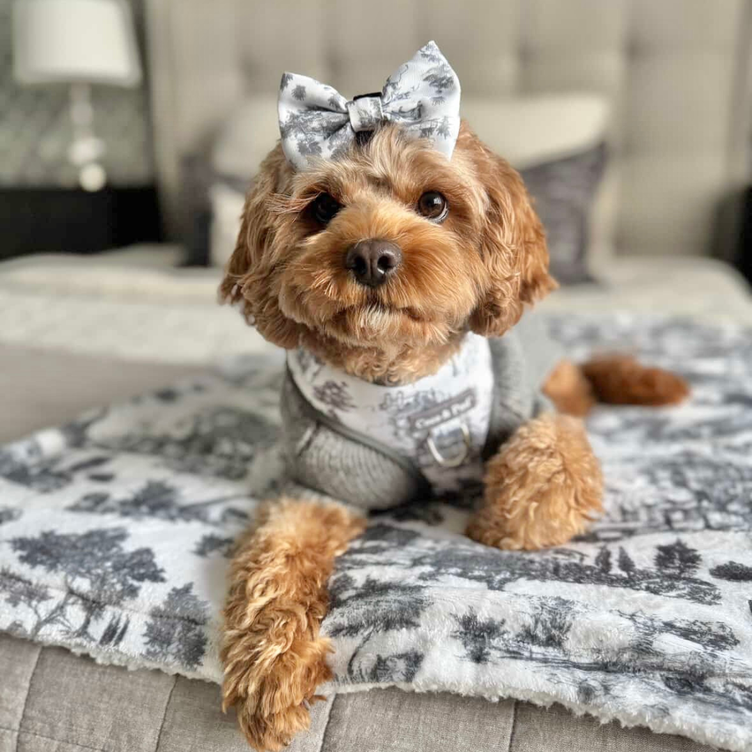 Coco and Pud Toile de Chien Grey Dog Collar and Bow tie  worn by  Kiki the Cavoodle